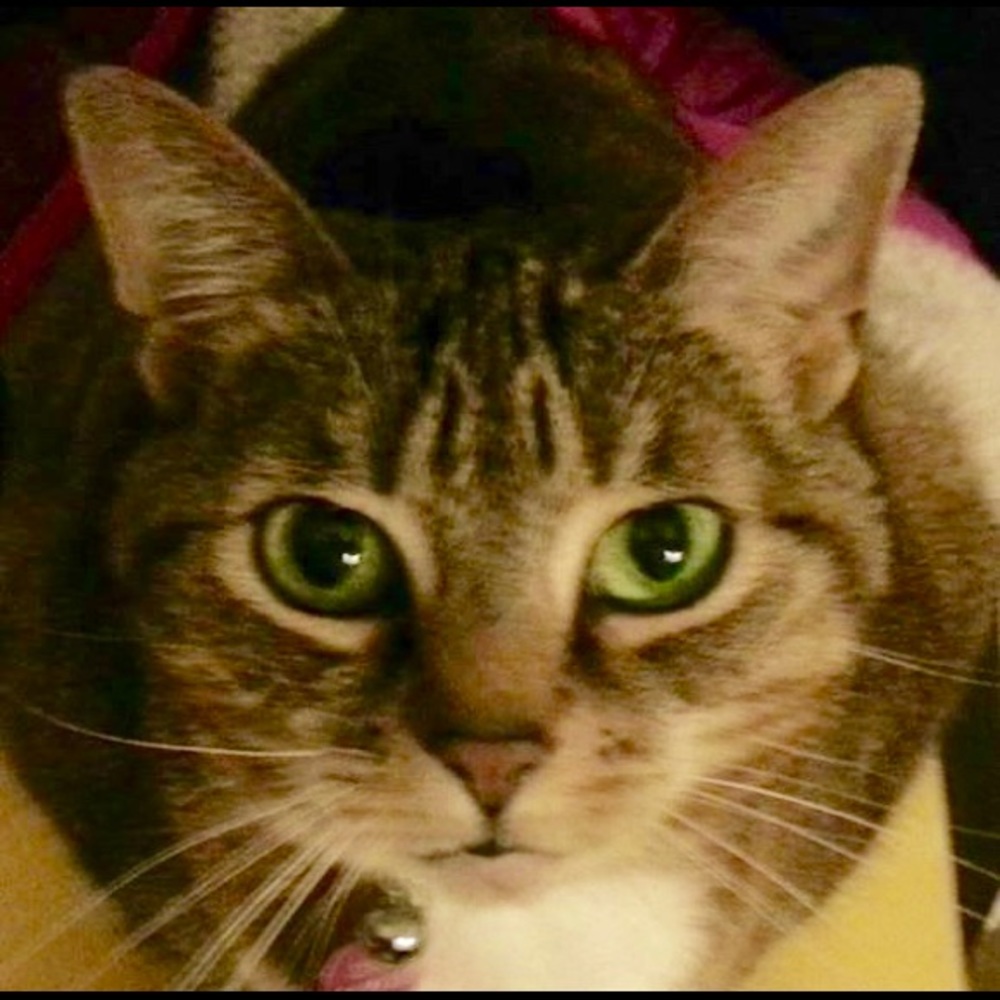 Meet your Posher, Julie